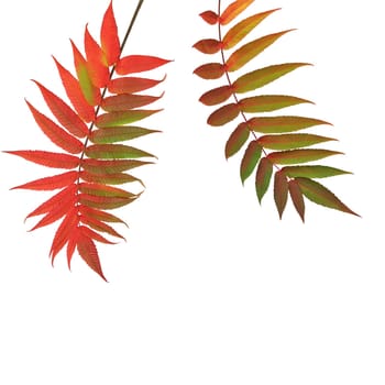 Two rowan leaves in the red colors of Autumn side by side against a white background.  (Sorbus Embley, known for its flaming scarlet color in Autumn.)