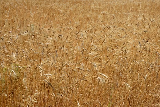 Golden yellow wheat cereal crop field texture in spring
