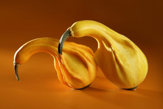 Couple of pumpkin together like making love metaphor
