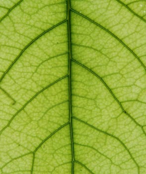 Leaf of a plant close up green color