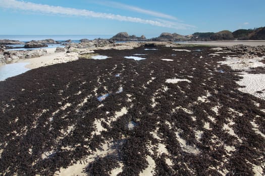 The wonderfully rugged Oregon coast at low tide
