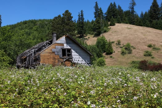 An old house being taken over by blackberry bushes in central Oregon