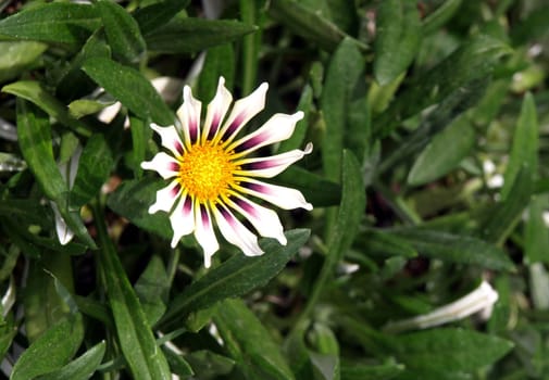 A single white, purple and yellow succulent flower in bloom