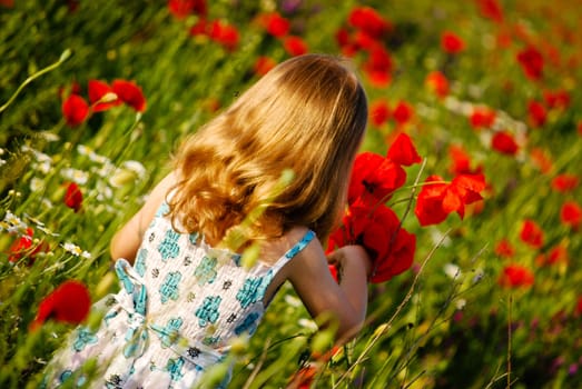 a short trip to the poppy field