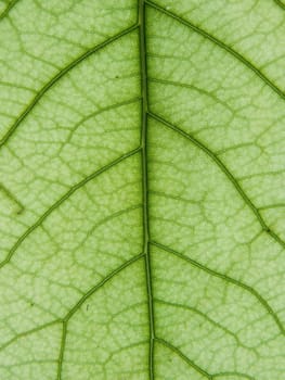 Leaf of a plant close up green color