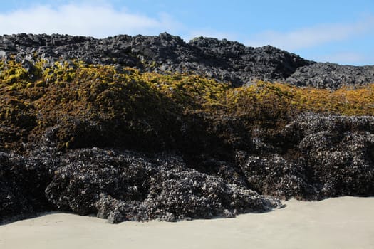 An ocean rock exposed during low tide covered with stripes of sea life