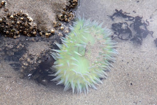 A Sea Anemone in a tide pool in Oregon