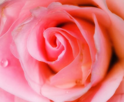 Closeup picture of a pink rose with some water droplets