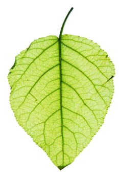Leaf of a plant close up green color