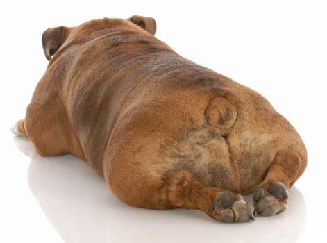 english bulldog from the backside on white background