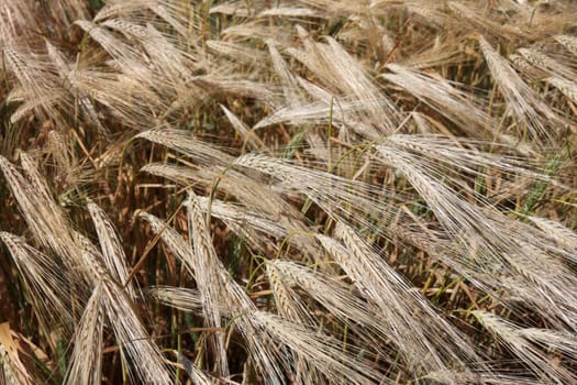 Ripening winter wheat