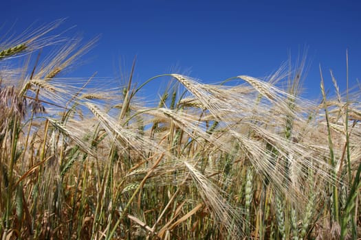 Ripening winter wheat
