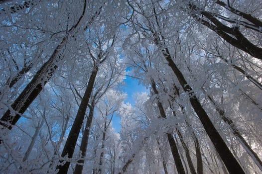 frozen trees