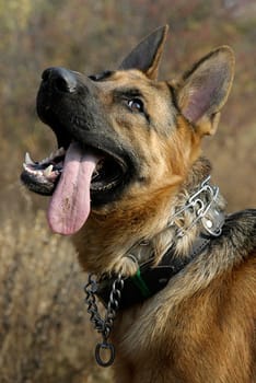 Dog, the friend, pet, German shepherd, mouth, happiness, autumn