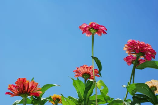 Colorful Zinnia flowers viewed from the bottom against bright blue sky