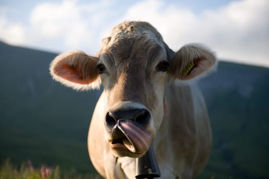 a Cow licking its nose