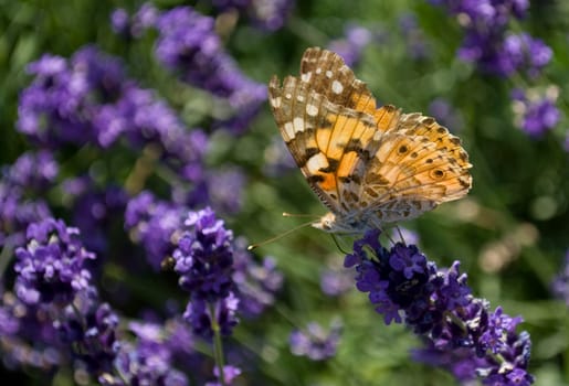 A butterfly sitting on a flower in the garden