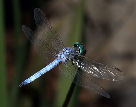 Blue Dragonfly Close-up