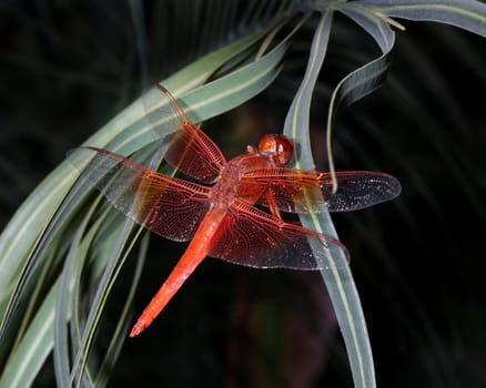 Crimson Dragonfly Close-up