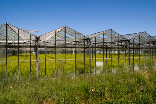 Greenhouse with crops in the netherlands - Holland