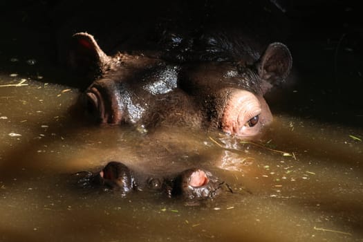 head with eyes of hippo in the water