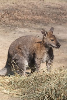 kangaroo in the nature is eating grass