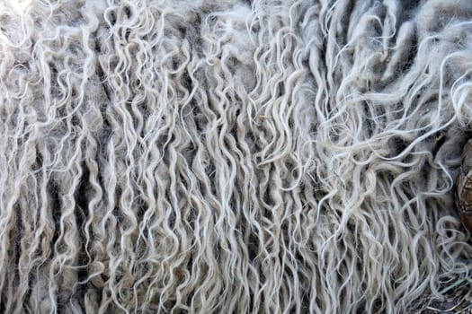 fleece background from the natural sheep