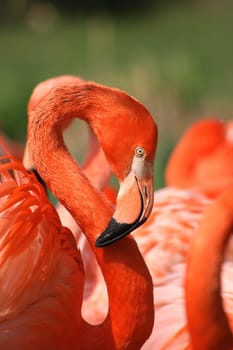 detail of flamingo head on the green background