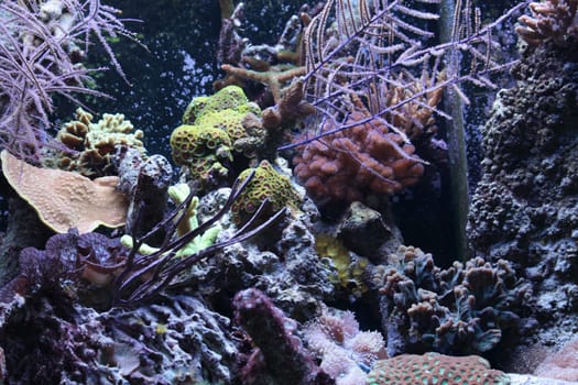 very nice aquarium background from the ZOO