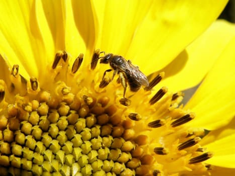 bee collecting pollen from sunflower grew up in the city