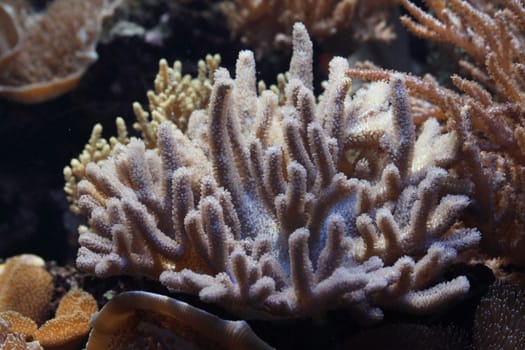 very nice aquarium background from the ZOO
