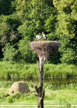 Storkes in their nest on nice nature background