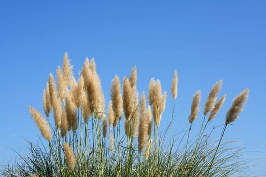 Plant under a blue sky