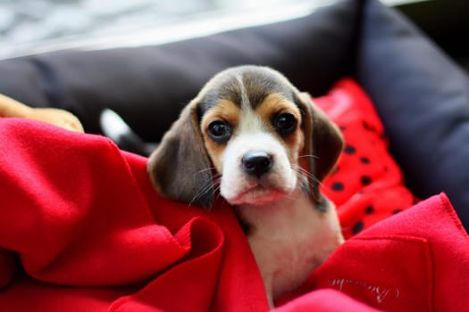Details of a baby beagle little dog's life.