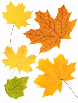 Set - leafs of a maple