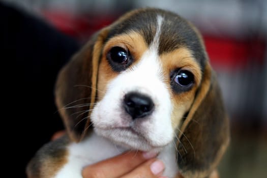 Details of a baby beagle little dog's life.