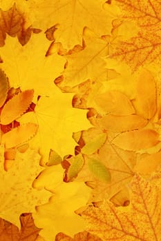 Decorative texture from bright autumn leaves