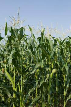 corn field and blue sky
