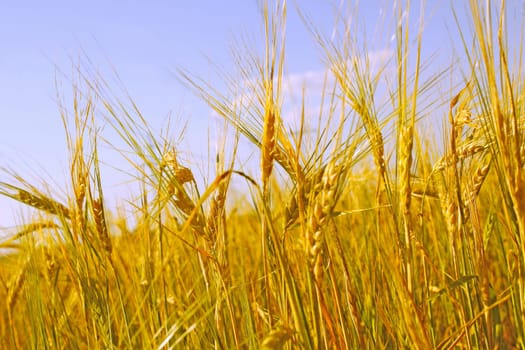 Crop of rye - golden cereal and blue sky