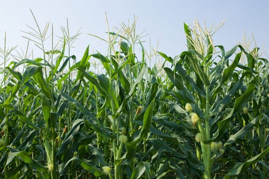 corn field and blue sky
