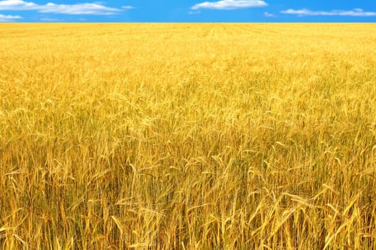 Crop of rye - golden cereal and blue sky