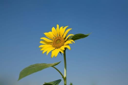 sunflower against blue sky