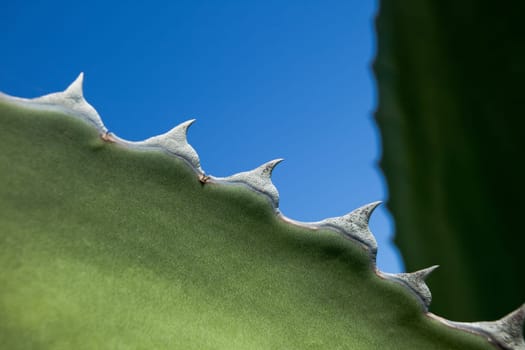 Grey shark tooth like thorns on the edge of a cactus leaf