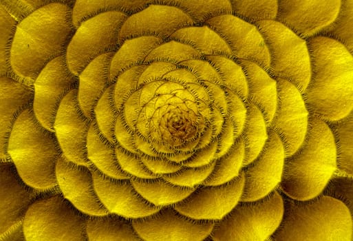 The leaves of this succulent plant emerge from the center in a perfect progression making it look like a flower not a plant. The Divine Proportion in nature.