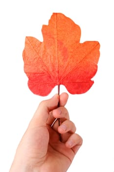 Leaf in a man hand. Isolated on white. Autumn concept.