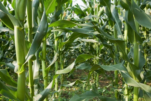 corn field close up