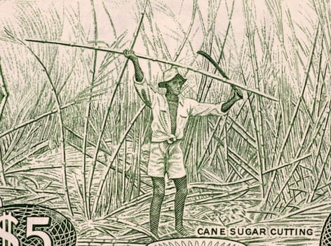 Sugar Cane Harvesting on 5 Dollars 1989 Banknote from Guyana