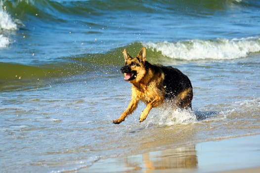 german shepherd  on sand beach coast in Poland