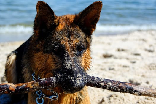 german shepherd  on sand beach coast in Poland