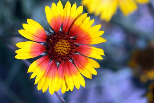 Close-up of nice single yellow flower on dark background